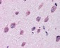 CD316 / IGSF8 Antibody (Internal)